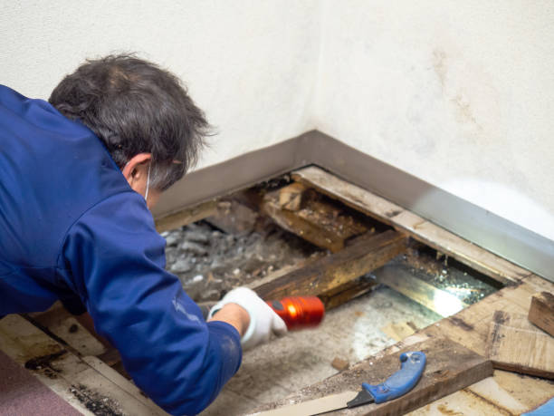 Trusted Wrangell, AK Mold Removal Experts