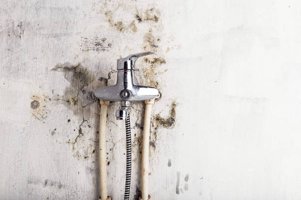 Best Commercial Mold Removal  in Wrangell, AK