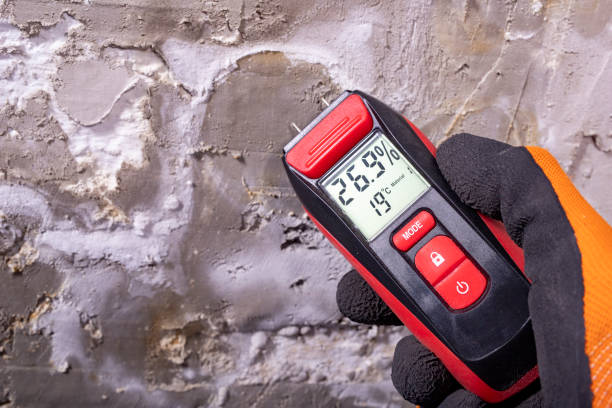 Best Best Mold Removal Companies  in Wrangell, AK