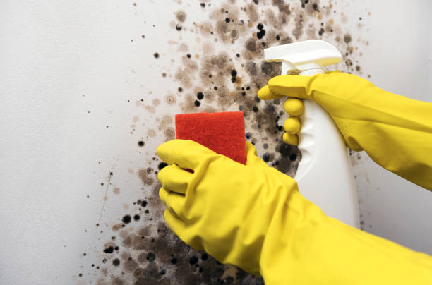 Best Office Mold Removal Services  in Wrangell, AK