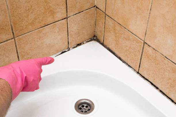 Best Local Mold Removal Service  in Wrangell, AK